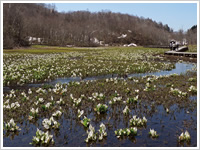Ikegahara Marsh