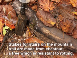 Stakes for stairs on the mountain trail are made from chestnut, a tree which is resistant to rotting.